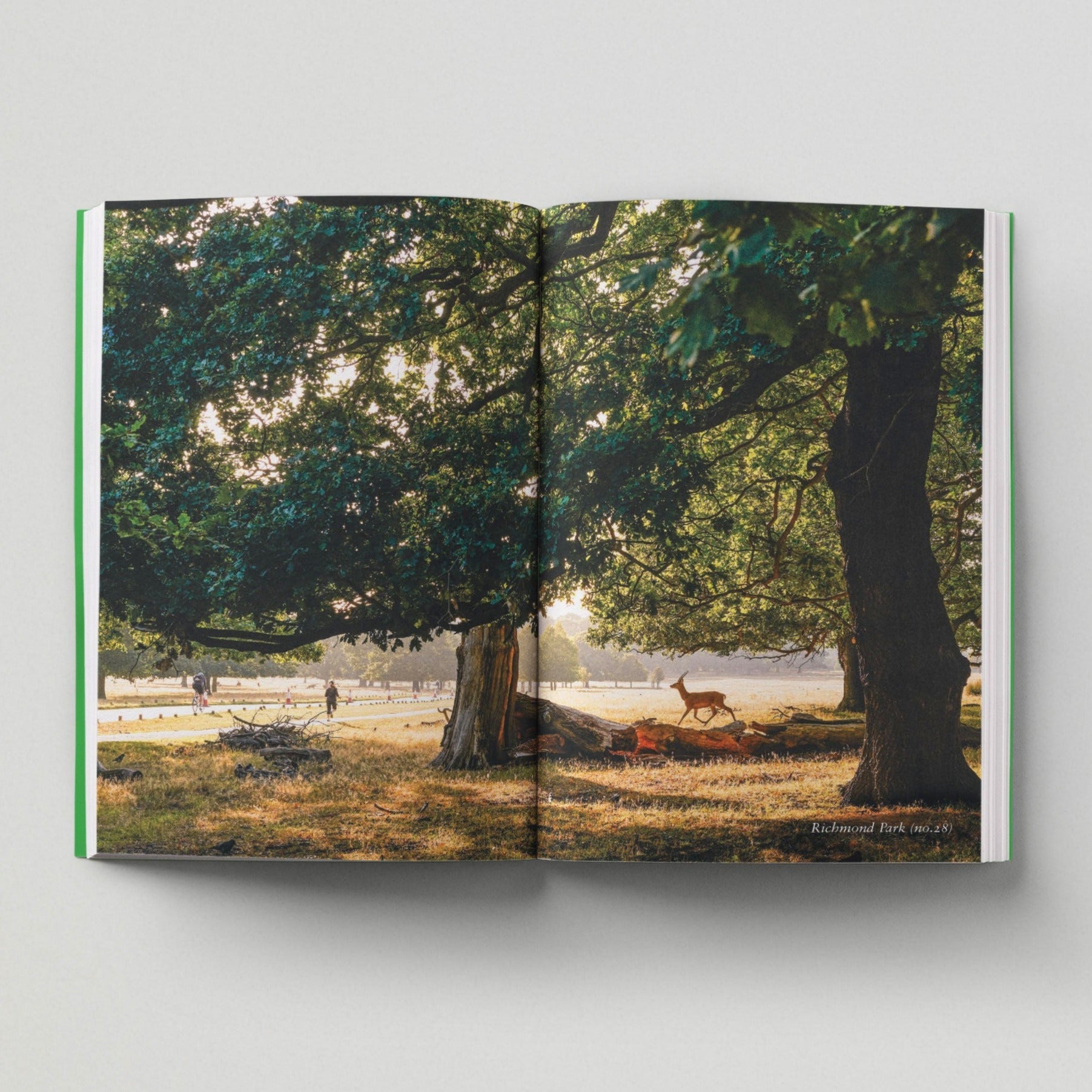 Open page of London Green Spaces book featuring a photograph of a deer in Richmond Park amongst some trees.