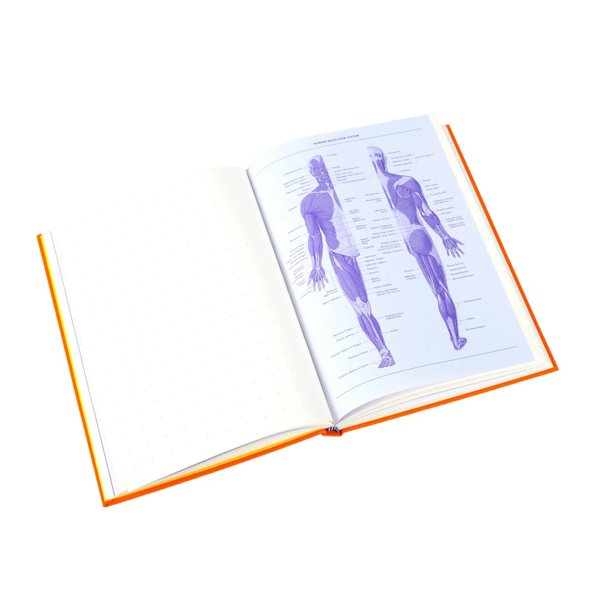 An open anatomical reference book with purple muscle diagrams on the right page and blank lined pages on the left, bound with a bright orange cover, shown on a white background.