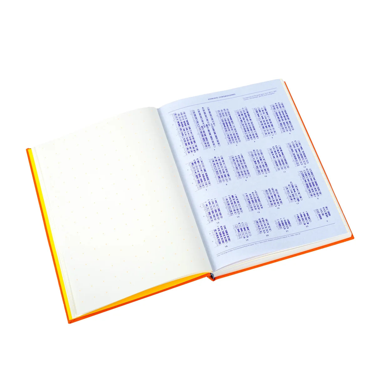 An open hardcover book with an orange cover, showing blank dotted pages on the left and a printed chart with rows of small blue text blocks on the right, photographed on a white background.