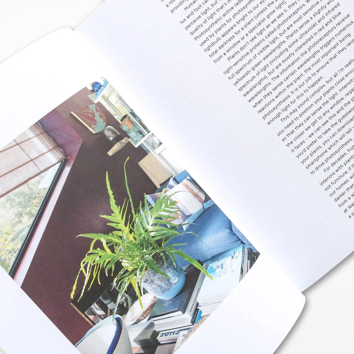 The Plant Rescuer: The book your houseplants want you to read